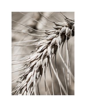 Dry Wheat 40x50