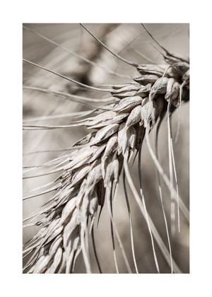 Dry Wheat
