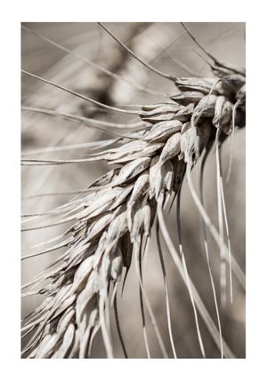Dry Wheat 70x100