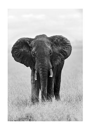Elephant 70x100