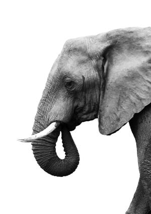 Elephant Profile 21x30