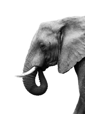 Elephant Profile 30x40