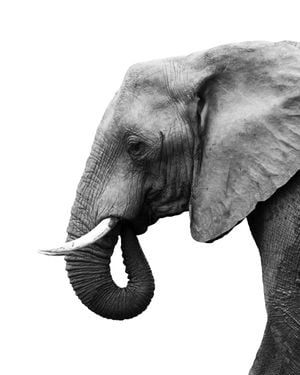 Elephant Profile 40x50