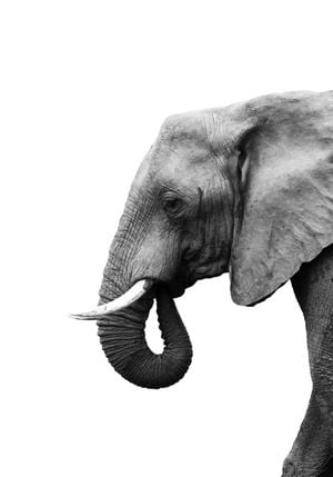 Elephant Profile 70x100