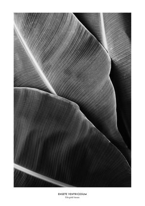 Etiopisk Banan 21x30