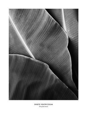 Etiopisk Banan 30x40