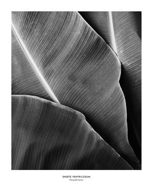 Etiopisk Banan 40x50