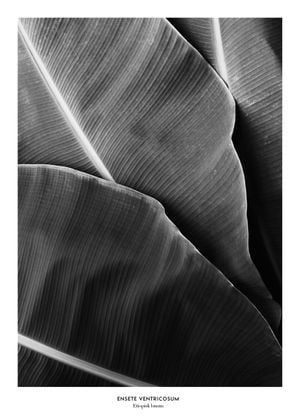 Etiopisk Banan 50x70