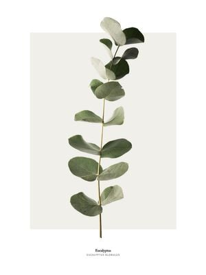 Eucalyptus 30x40