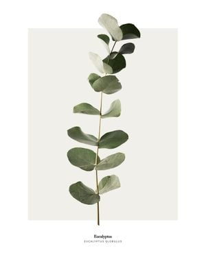 Eucalyptus 40x50