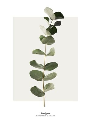 Eucalyptus 50x70