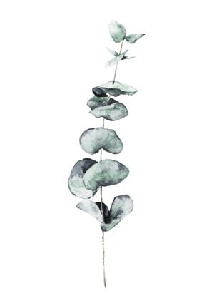 Eucalyptus In Watercolor 21x30