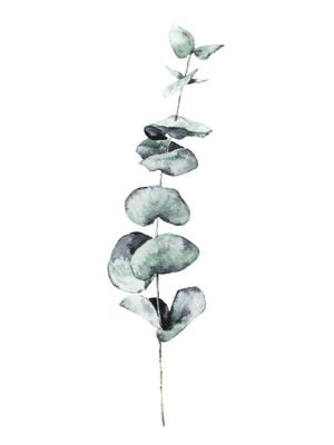 Eucalyptus In Watercolor 30x40