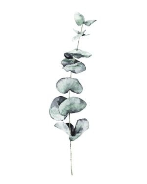 Eucalyptus In Watercolor 40x50