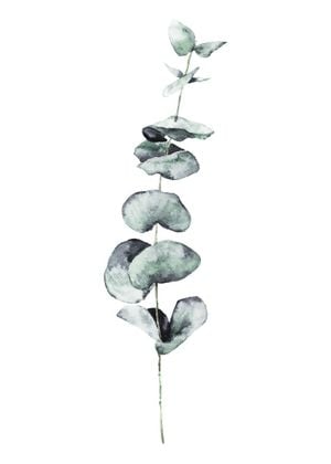 Eucalyptus In Watercolor 50x70