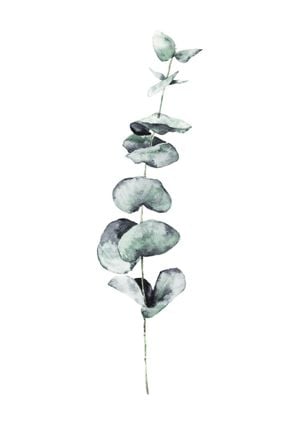 Eucalyptus In Watercolor 70x100