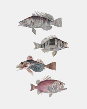 Exotic Fishes 40x50