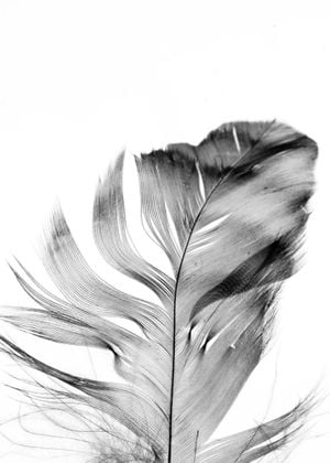 Feather