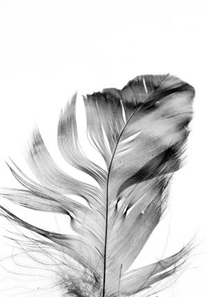 Feather 70x100