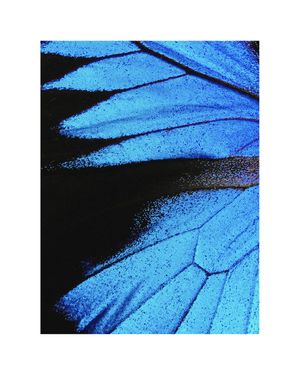 Feather Abstract 40x50