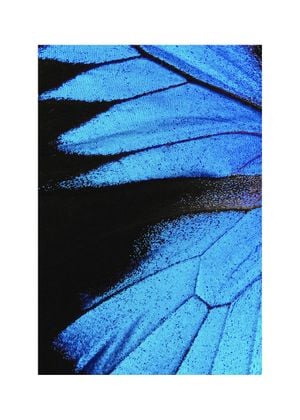 Feather Abstract 50x70