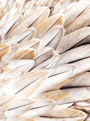 Feather Beige 30x40