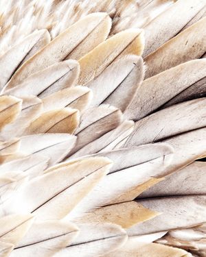 Feather Beige 40x50