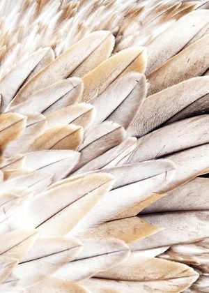 Feather Beige