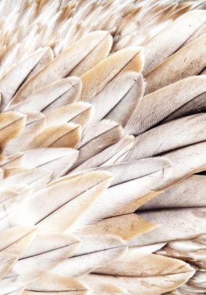 Feather Beige 70x100