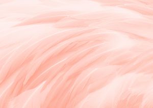 Feather Glow 30x21