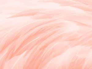 Feather Glow 40x30