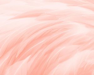 Feather Glow 50x40