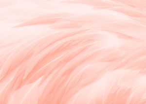 Feather Glow 70x50
