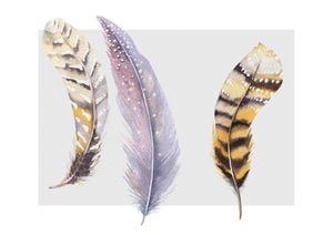 Feather Tryptic 30x21