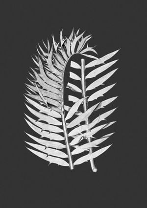 Fern Contrast 21x30