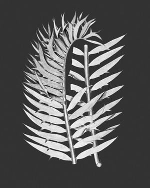 Fern Contrast 40x50