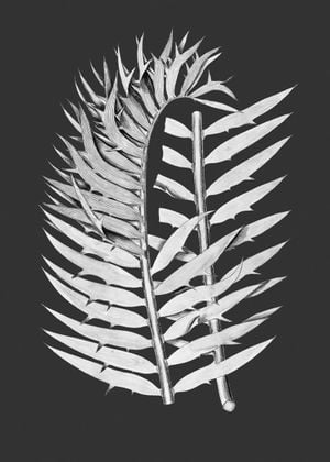 Fern Contrast 50x70