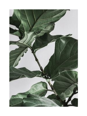 Fig Plant 1 30x40