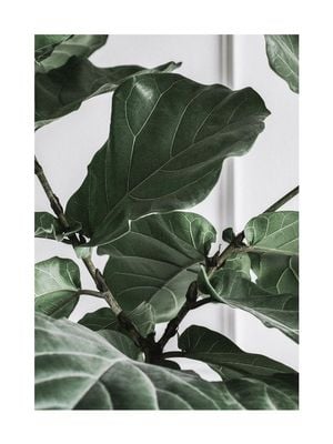 Fig Plant 2 30x40