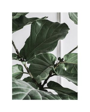 Fig Plant 2 40x50
