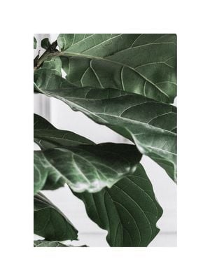 Fig Plant 3 30x40