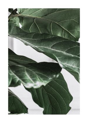 Fig Plant 3 50x70