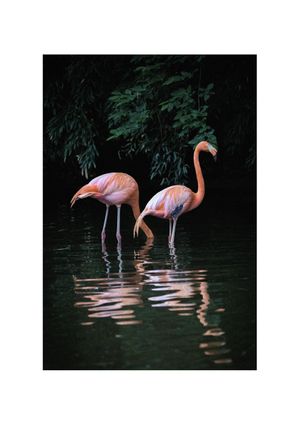 Flamingo Couple 21x30