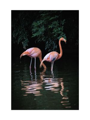 Flamingo Couple 30x40