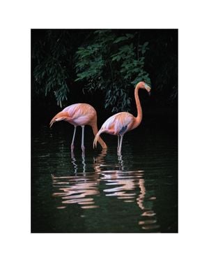 Flamingo Couple 40x50