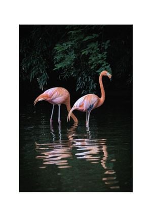 Flamingo Couple 70x100