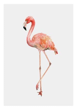Flamingo In Watercolor 70x100