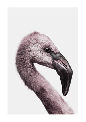 Flamingo Portrait 21x30