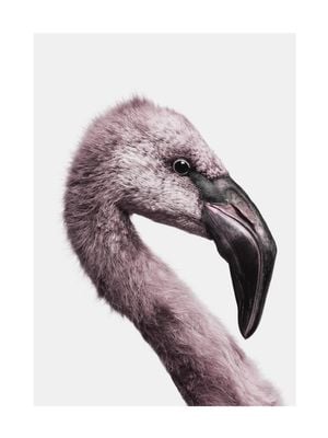 Flamingo Portrait 30x40