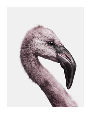 Flamingo Portrait 40x50